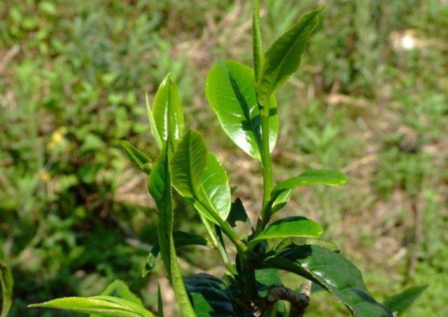 茶园怎么除草？茶园适合使用哪些除草剂？如何正确使用除草剂？2