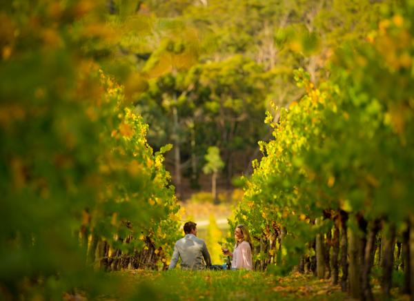 澳大利亚阿德莱德的葡萄酒有什么特色？