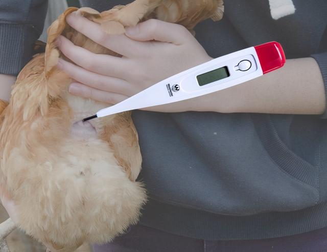 鸡皮肤在高温下会少