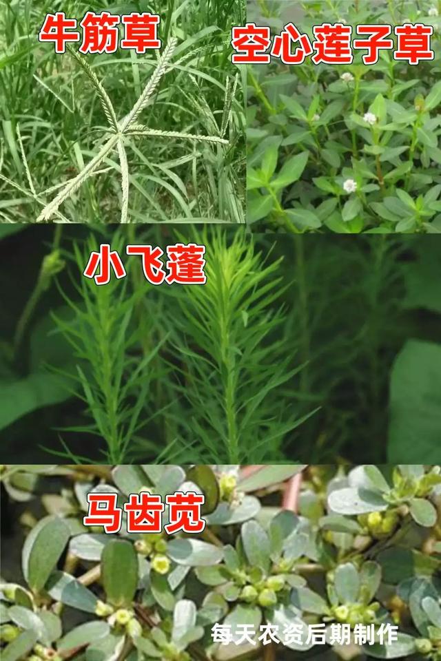 如何高效使用草铵膦？以及关于草铵膦重要问题大解疑3