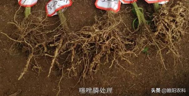 又一个超高效、绿色、低毒杀线虫新药上市，防治根结线虫不再难1