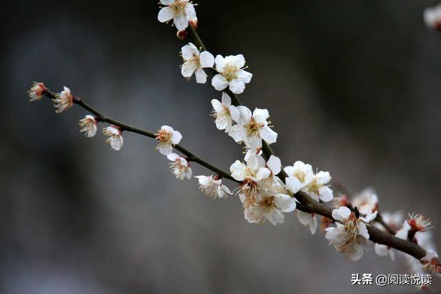 梅花的精神 梅花的精神（梅花的精神和品质） 科普