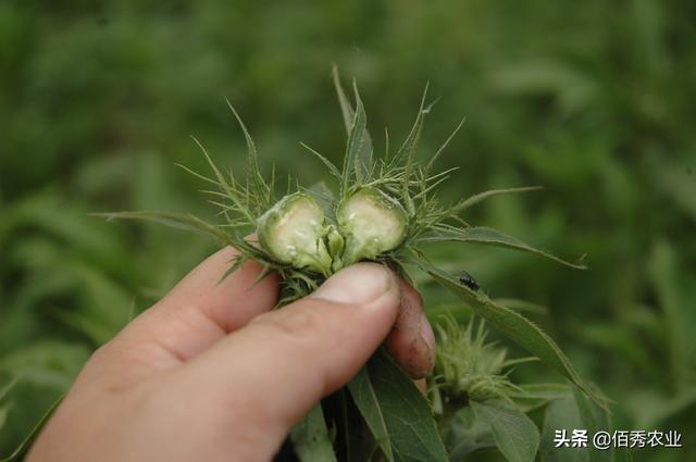 中药材白术抑制花蕾有技巧，分享影响化控效果的5点经验6