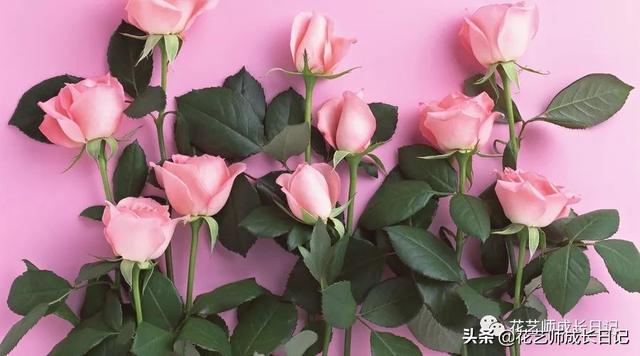 19朵红玫瑰代表什么 19朵红玫瑰代表什么（送19朵红玫瑰代表什么） 生活