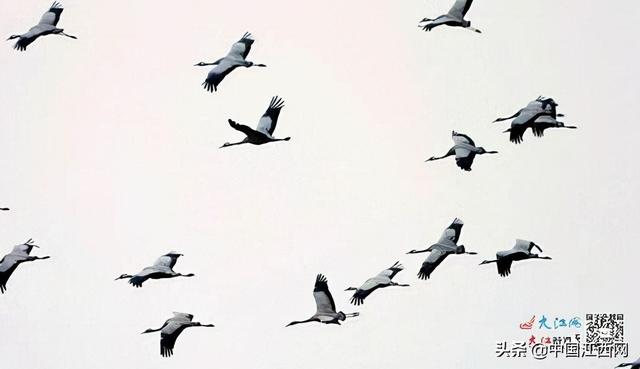 鄱阳湖冬季候鸟种类（鄱阳湖候鸟保护区）
