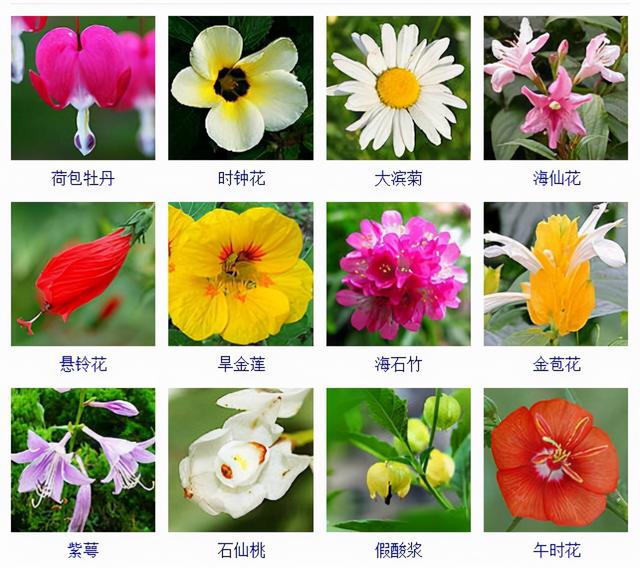 观花植物 观花植物（木本观花植物） 生活