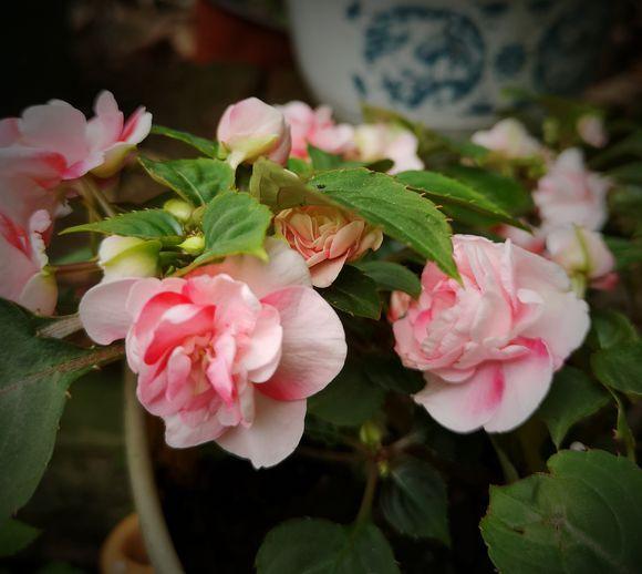 非洲凤仙花 非洲凤仙花（非洲凤仙花花期） 生活