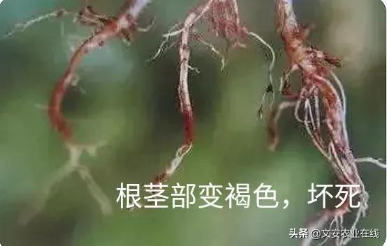 注意！番茄全生育期九大病害、三大虫害详细图解来了7