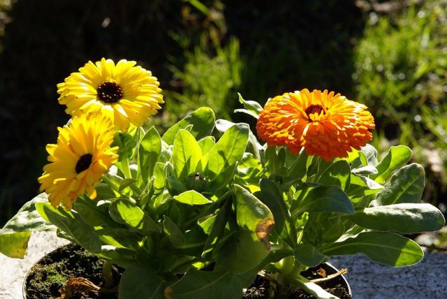 calendula