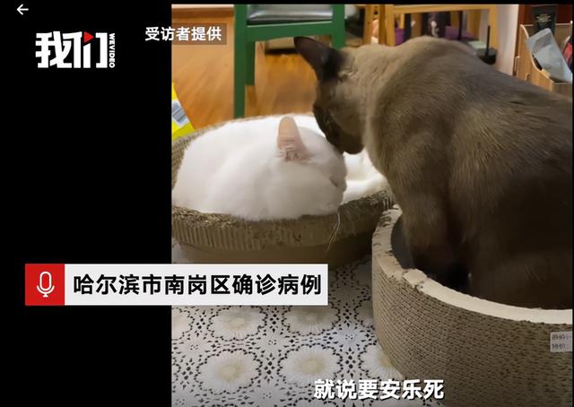 哈尔滨三只猫阳性被安乐死，你怎么看？