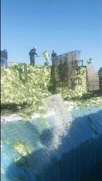 爆笑的GIF动态图片：自从剪了这个头，下雨我再也没有打过伞
