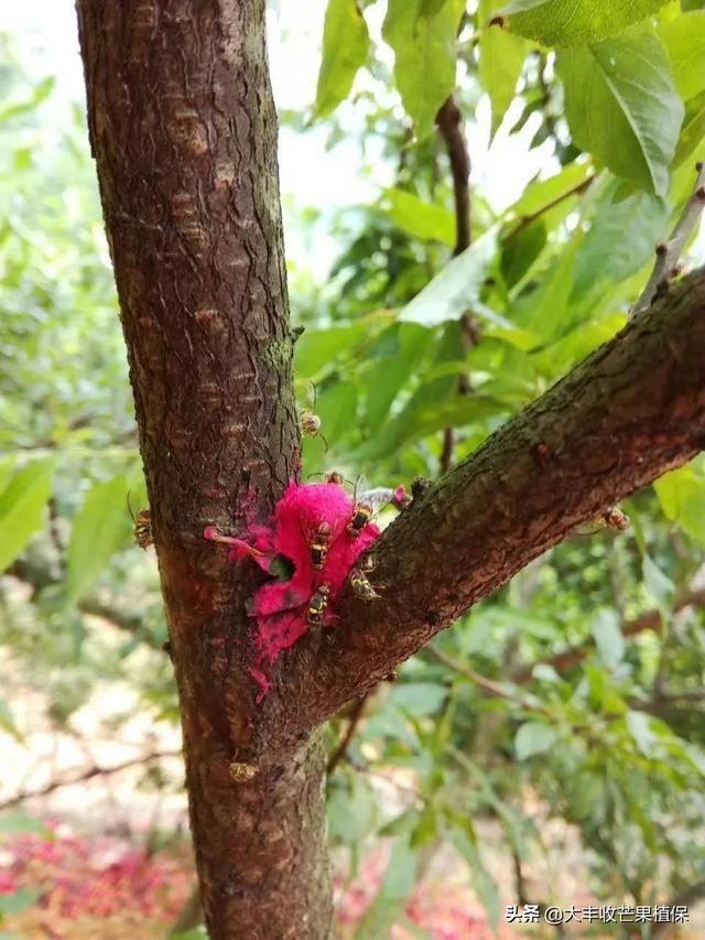 芒果果实蝇难对付？迷饵果实蝇饵剂一步到位5