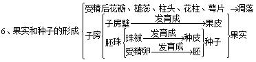 种子植物