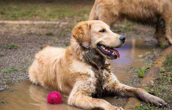 金毛犬好养吗