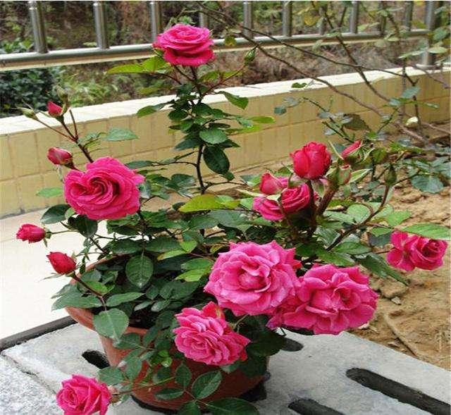 家里养这“4种花”，个个寓意好，开花鲜艳，每天都有好心情