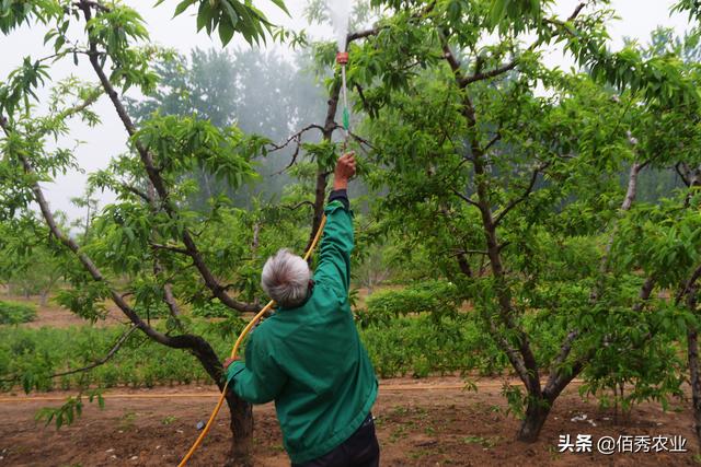 2亿年前就出现的蚜虫，为啥难防治，有可以“根治”的农药吗4