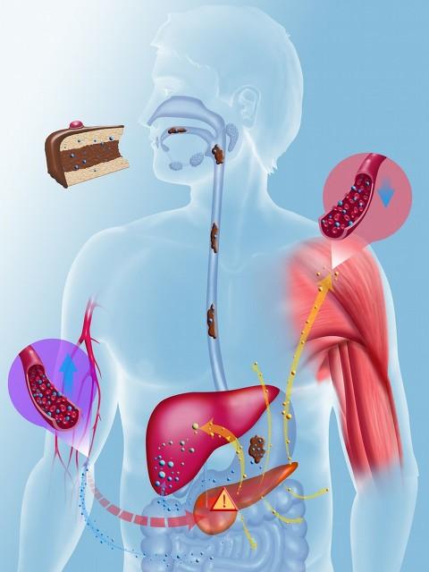 人体不能储存酒精，酒精也不会转化成脂肪，为什么喝酒还会长胖？