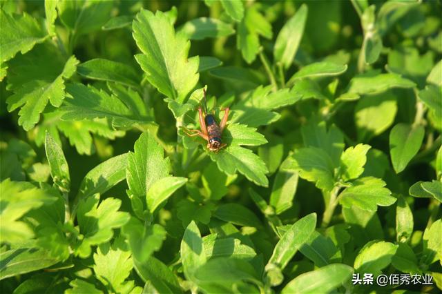 8月份，中药材菊花将迎来一种重要害虫，防治要确保“稳准狠”7