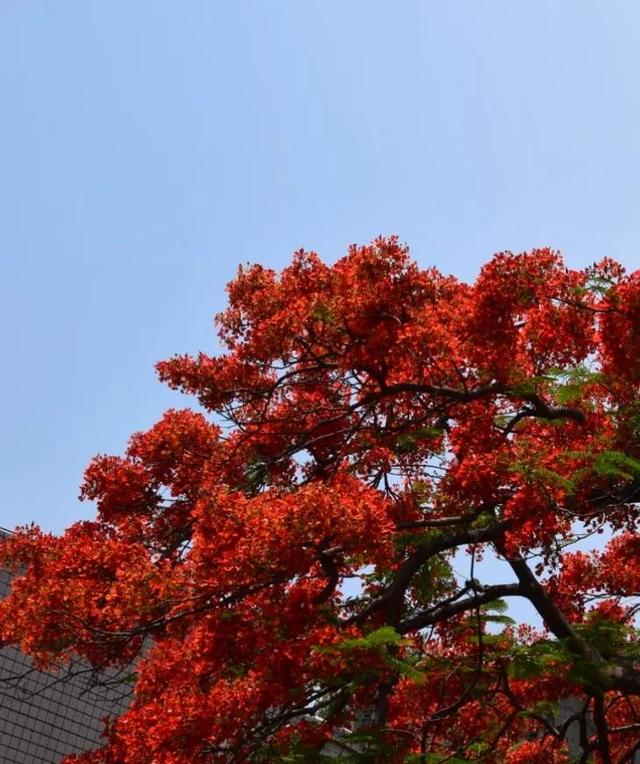 红花楹 红花楹（红华樱花） 生活