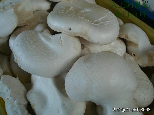 阿魏菇