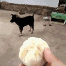 搞笑GIF动态图：谁也不能动我的水饺，瞅一下还在不在！