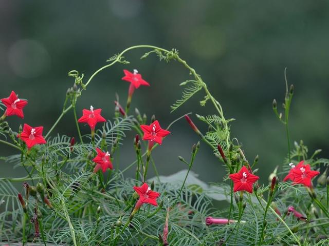 牵牛花传播种子的方法