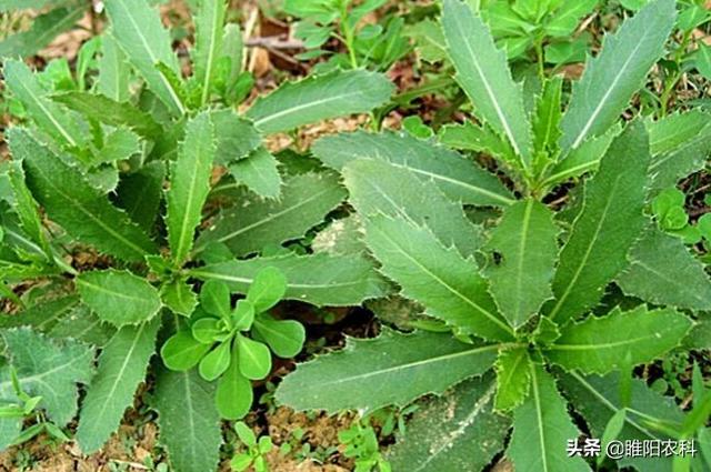 草甘膦都杀不死的几种恶性杂草，用这个除草剂可以轻松除掉