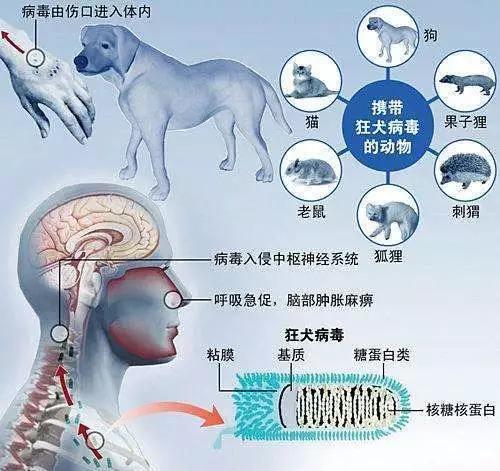 狂犬病毒是一种导致人体感染狂犬病的神经病毒,它通过动物的唾液或人