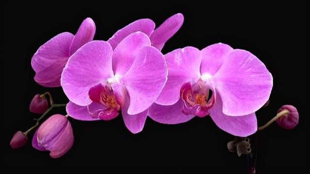 什么叫白眼狼（白眼狼的人有哪些特征）