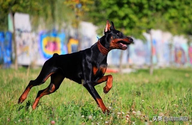 杜兵犬