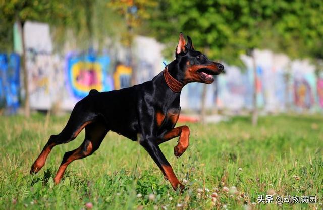 杜兵犬 杜兵犬（杜宾犬咬人） 动物