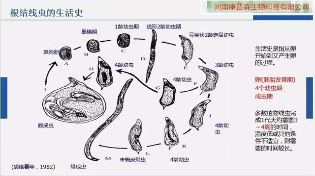 百年线虫，神农丹、克百威及非法熏蒸剂禁用后，谁来攻克？4