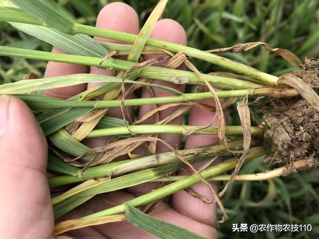 小麦拔节、孕穗、齐穗期的施肥、防病技术要点！看了不后悔3