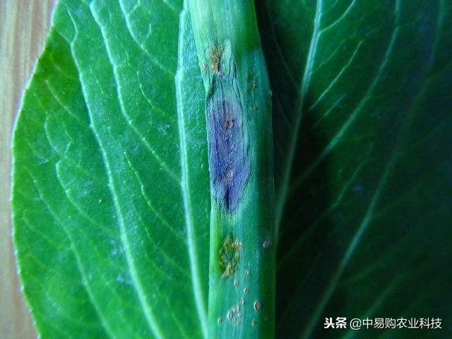 大葱种植过程中常见四种病虫害防治办法，采用预防为主！2