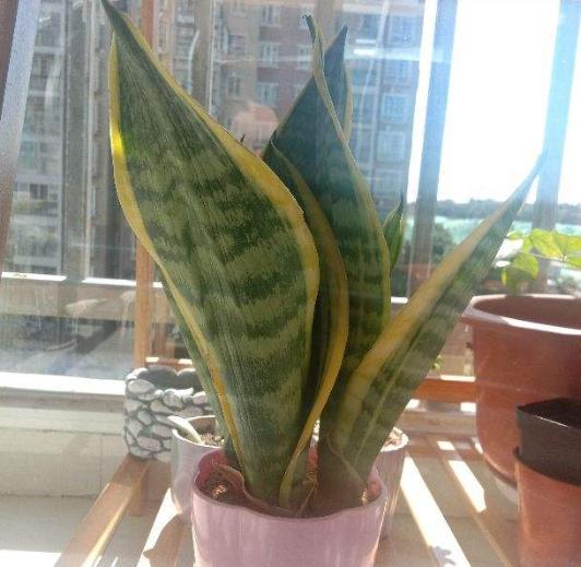 厚脸皮植物 厚脸皮植物，厚脸皮植物怎么修剪 生活