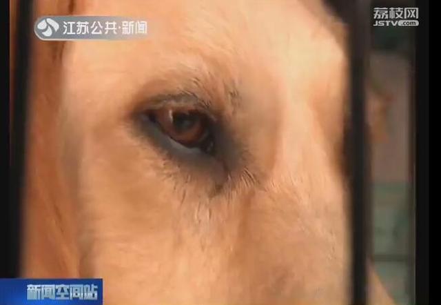 金毛猎犬多少钱