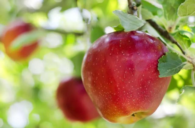 秋冬季这5种水果热着吃，不仅能止嗽、治腹泻，还能降脂降压