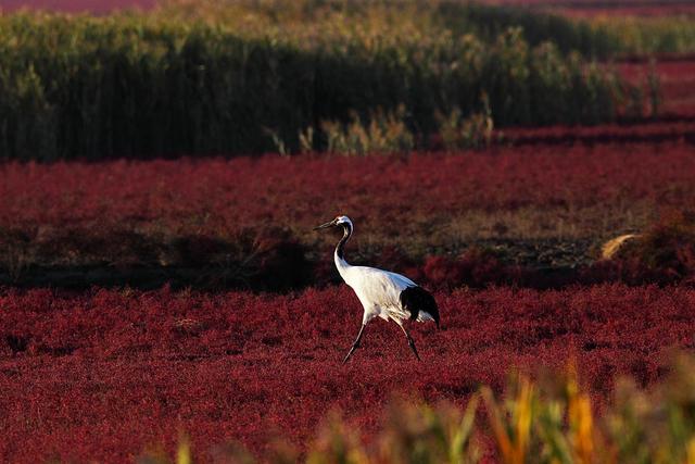 辽宁除了沈阳大连，最有发展潜力的是这三座城，有你的家乡吗？