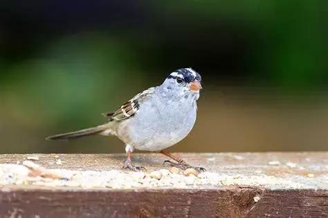 研究表明：常用的杀虫剂会使候鸟迷失方向，危害鸟类迁徙行为！