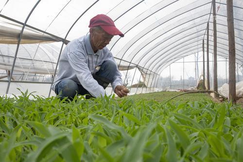 空心菜种植，如何安全使用除草剂？5