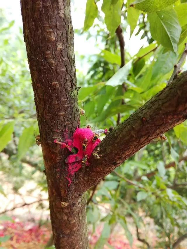 芒果各类病症千奇百怪？防治大全，你不能错过的都在这里4