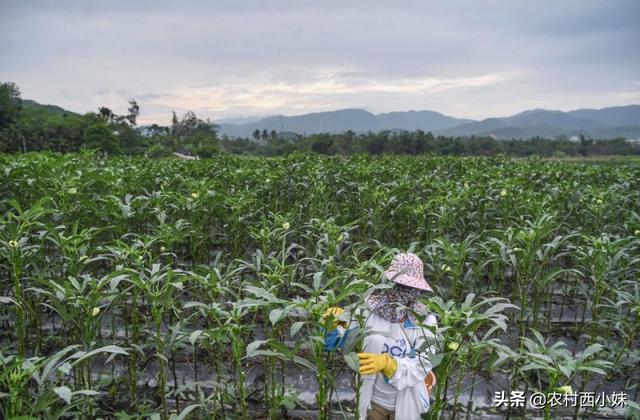 黄秋葵种植间距(黄秋葵种植技术及产量)
