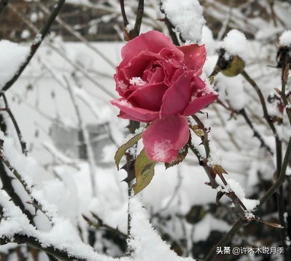 月季冬天需要喷药吗？寒冬腊月这样做，春暖花开无病害-许木木4