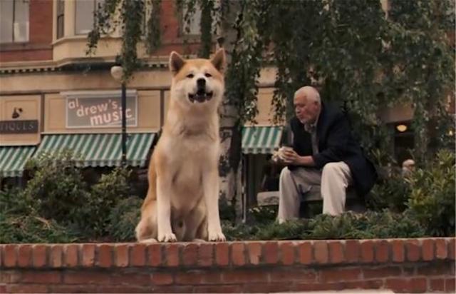 忠犬八公国语