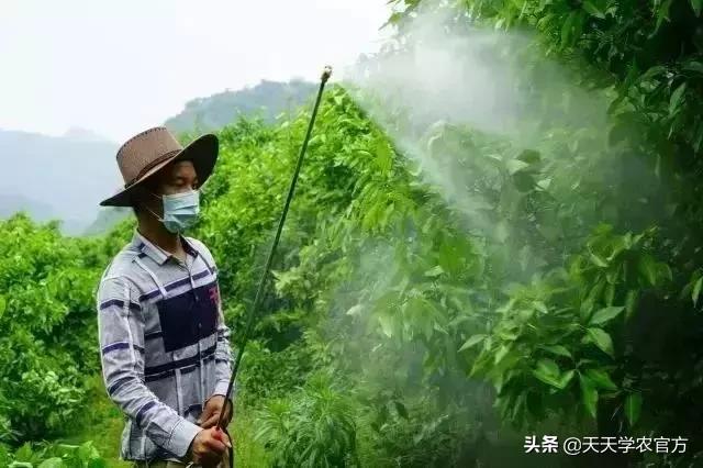 用九二〇防落果？有人喷出了一身毛病！不想有浮皮畸形果的快看！3