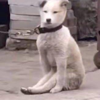 颜狗行天下