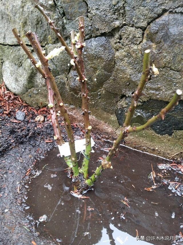 教你清除月季土壤内的虫害。从源头抓起，让月季时刻保持健康11