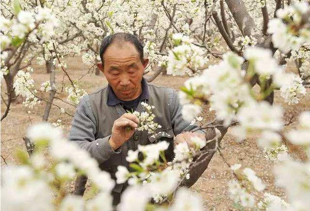 李树3—4月份的管理技术要点,这样管理可确保果树高产高效5