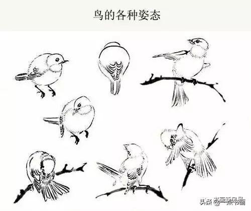 鸟怎么画
