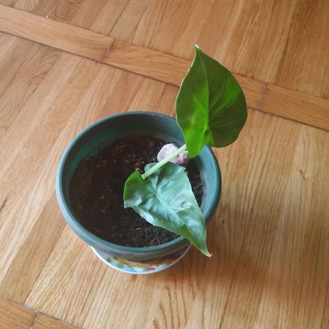 海芋花 海芋花（海芋花有几种颜色） 生活